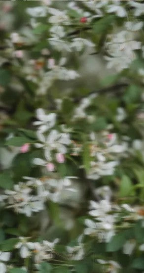 Perfume Oil - Midsummer, 10ml